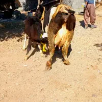 گاو گوساله سیمینتال نر اصیل ۲۵ کیلو شیر|حیوانات مزرعه|کرمانشاه, |دیوار