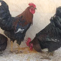 دو عدد خروس سیاه رسمی سرحال