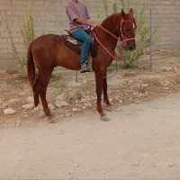 اسب دره شوری درجه یک