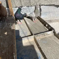 چپ دم سیاه|پرنده|مرودشت, بیست متری بیمارستان|دیوار