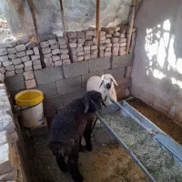 بره