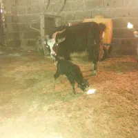 بز با بزغاله گوسفند