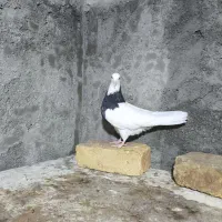 طوقی|پرنده|جرقویه, |دیوار