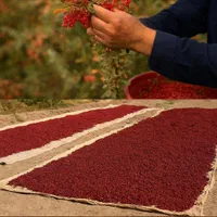 زرشک پفکی صادراتی قیمت مناسب