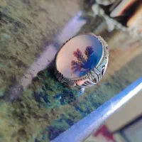 شجر کلکسیونی  رکاب عادل اردبیلی|جواهرات|اردبیل, |دیوار