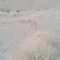 فروش گوسفند و بز|حیوانات مزرعه|خاش, |دیوار