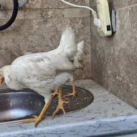 جوجه خروس