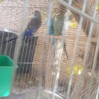 جفت مرغ عشق و عروس هلندی|پرنده|مهریز, |دیوار