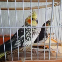 عروس هلندی دوتا چهار ماهه
