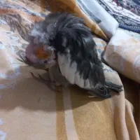 جوجه عروس هلندی