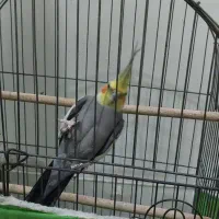 فروش عروس هلندی