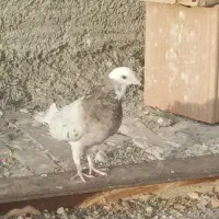 کبوتر تهرانی غریب گیری
