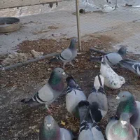 کبوتر پلاکی|پرنده|شاهینشهر, گرگاب|دیوار