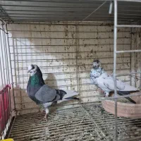 ۳ جفت پرشی|پرنده|شاهین‌شهر, حافظ شمالی|دیوار