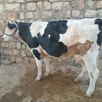 گاو و گوساله