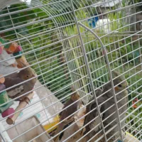 عروس هلندی جوان|پرنده|فومن, |دیوار