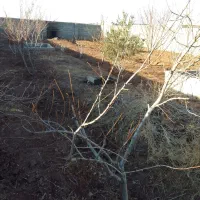 باغچه 450متری چهار دیواری