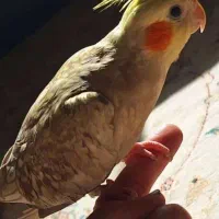 گمشده عروس هلندی ماده نژاد مرواریدی