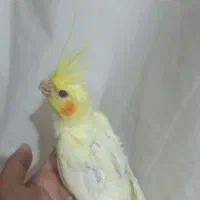 عروس هلندی لوتینو|پرنده|محمدیه-قزوین, |دیوار