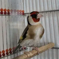 سهره سقا ۲تا نر ماده کرمانی زاغ سر و کرمانشاهی نر