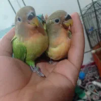 جوجه برزیلی کله اوپال