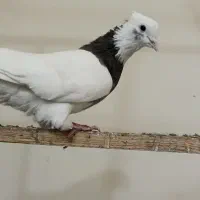 کفتر طوقی نر