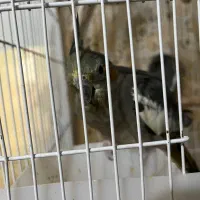 فروش عروس هلندی|پرنده|فسا, |دیوار