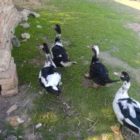 تخم غاز نطفه دارو اردک اسرائیلی|حیوانات مزرعه|سیمین شهر, |دیوار