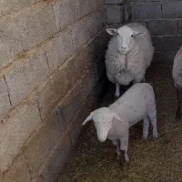 میش وبره لاکن|حیوانات مزرعه|کرمان, |دیوار