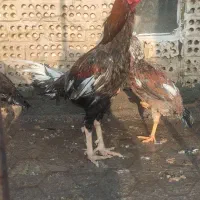 لاری|حیوانات مزرعه|مشهد, کارگران|دیوار