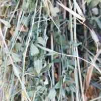 یونجه  خروار|خدمات باغبانی و درختکاری|دره رود, |دیوار