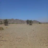 اجاره۷ هکتار زمین کشاورزی|اجارهٔ دفتر صنعتی، کشاورزی، تجاری|منوجان, |دیوار