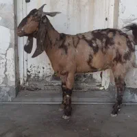 بز پاکستانی|حیوانات مزرعه|مسجد سلیمان, |دیوار