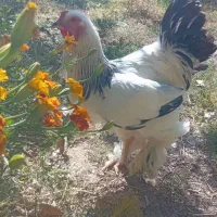 خروس برهما اصل|حیوانات مزرعه|فیروزکوه, |دیوار