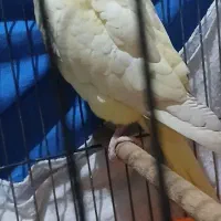 عروس هلندی با جوجه|پرنده|چمران, |دیوار