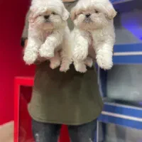 شیتزو سوپرفلت اصل