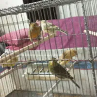 قناری ماده و نر|پرنده|صدرا-فارس, فاز ۱|دیوار