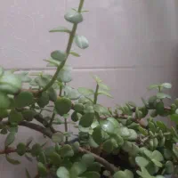 گل زیبای خرفه ای