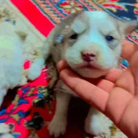 توله ناز و پشمالو|سگ|زابل, |دیوار