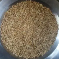 گندم تمیز آماده مکینه هست