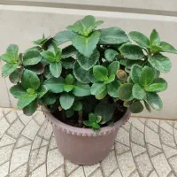 گل‌های قاشقی و دیفن