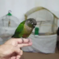 طوطی گرینچیگ|پرنده|دهگلان, |دیوار