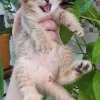 بچه گربه ناز بریتیش گلد ۲ماهه|گربه|اهواز, زیباشهر|دیوار