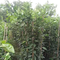 انواع نهال مرکبات|خدمات باغبانی و درختکاری|قائمشهر, |دیوار