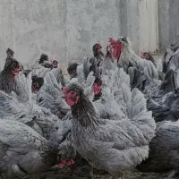 فروش تخم مرغ نطفه دار آیسبار فرانسویی