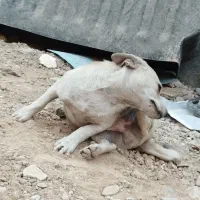 سگ پا کوتاه نژاد دار|سگ|ورامین, ورامین|دیوار