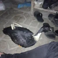 اردکم گم شده