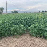 فروش گندم پیشگام و بذر شنبلیله درجه ۱