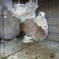 کفتر دم چتری