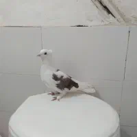 کفتر صید ۶عدد نر